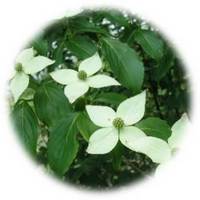 Cornus - Cornejo