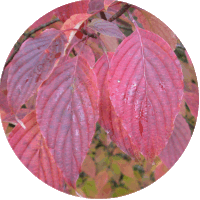 Cornus Alternifolia- Cornejo