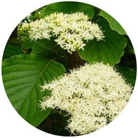 Cornus Controversa