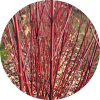 Cornus Sericea