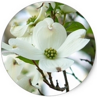 Cornus Florida - White dogwood tree