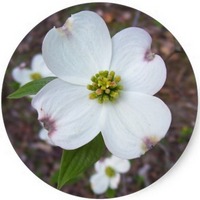 White dogwood tree