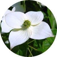 White dogwood tree