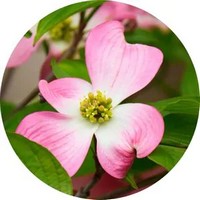 Cornus - Dogwood