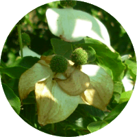 Cornus Kousa