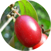 Cornus Mas - Cornelian Cherry
