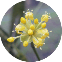 Cornus Mas - Cornelian Cherry