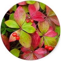 Cornus Sanguinea - Dogwood