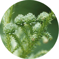 Cryptomeria Japonica