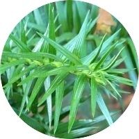 Cunninghamia Lanceolata