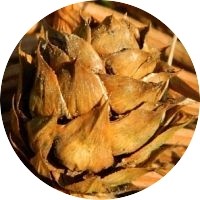 Cunninghamia Lanceolata