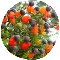 Kahikatea - Dacrycarpus Dacrydioides