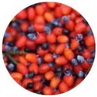 Kahikatea - Dacrycarpus Dacrydioides - Koroi Fruits