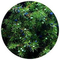 Enebro - Juniperus
