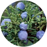 Enebro - Juniperus
