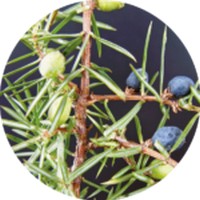 Enebro - Juniperus Communis