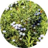 Juniperus Scopulorum