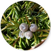 Juniperus Scopulorum