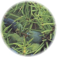 Enebro - Juniperus Virginiana