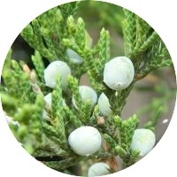 Enebro - Juniperus Virginiana