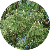 Enterolobium Contortisiliquum