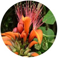 Erythrina Indica