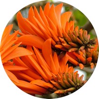 Erythrina Indica