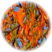 Ceibo- Erythrina Crista-Galli