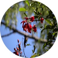 Ceibo- Erythrina Crista-Galli