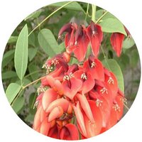 Erythrina Corallodendron
