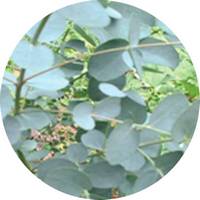 Eucalipto-Eucalyptus