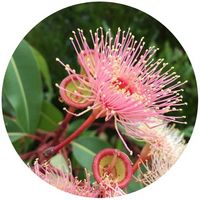 Eucalipto-Eucalyptus