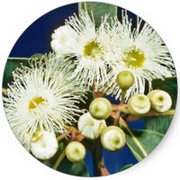 Eucalipto-Eucalyptus