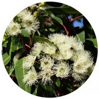 Eucalipto-Eucalyptus