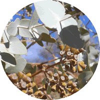 Eucalipto-Eucalyptus