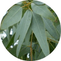 Eucalipto-Eucalyptus