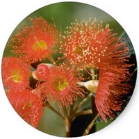 Eucalyptus Ficifolia