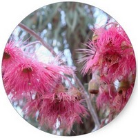 Eucalyptus Ficifolia