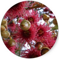 Eucalyptus Globulus