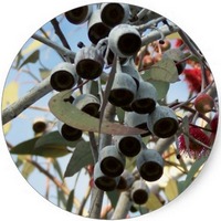 Blue Gum -Eucalyptus