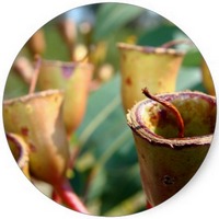 Gommier Bleu - Eucalyptus