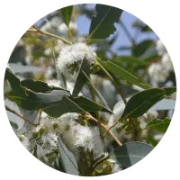 Eucalyptus Olida