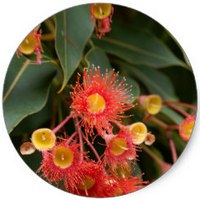 Corymbia Ficifolia