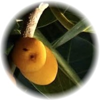 Ficus Aurea - Florida Strangler Fig