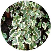 Ficus Pumila