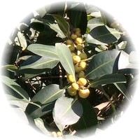 Ficus Platypoda - Rock Fig