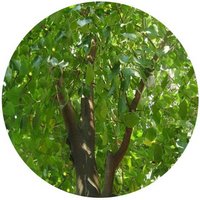 Ficus Religiosa - Bo-Tree