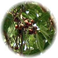 Ficus Sycomorus