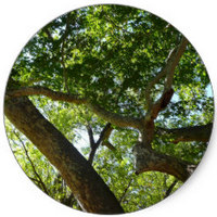 Ficus Sycomorus - Sycamore Tree