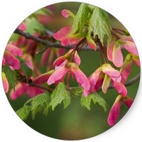 Ficus Sycomorus - Sycamore Tree